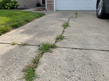 🔥2026 SALE - Fast-Acting Natural Weed & Grass Killer Spray