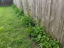 🔥2026 SALE - Fast-Acting Natural Weed & Grass Killer Spray